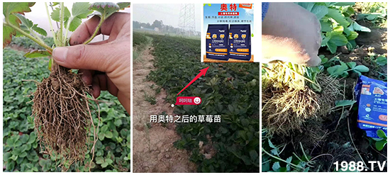 如何讓種植變得更輕松?一個(gè)套餐,全面配方,巴斯特大姜營養(yǎng)套餐方案!