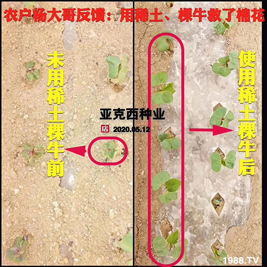 如何讓種植變得更輕松?一個(gè)套餐,全面配方,巴斯特大姜營養(yǎng)套餐方案!