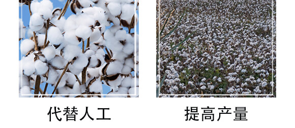 棉花頂部智控劑-悠閑哥-北斗星_05