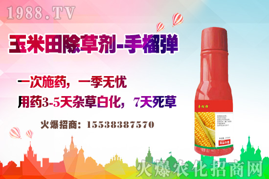 玉米田除草有講究，玉米除草劑這樣打，不長雜草不傷苗！