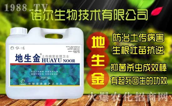 黃花菜種子怎么采集？黃花菜種苗價(jià)格多少錢一株？