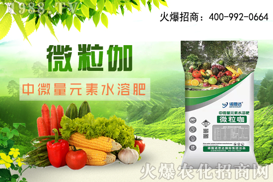 辣椒該怎么育苗，辣椒育苗時(shí)間及育苗注意要點(diǎn)！