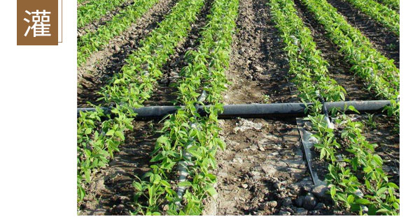 鈣鎂鋅硼鐵-英爾果_11