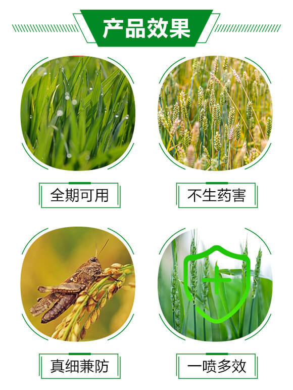 靶斑病生物制劑-絕斑-強農(nóng)生物_03