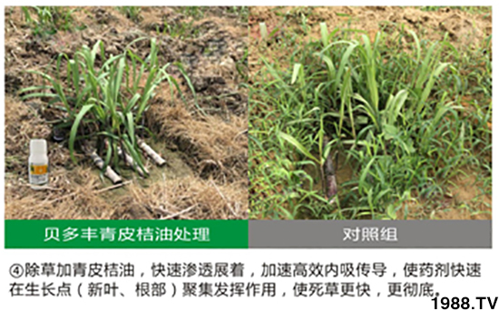 青皮桔柚助劑-貝多豐