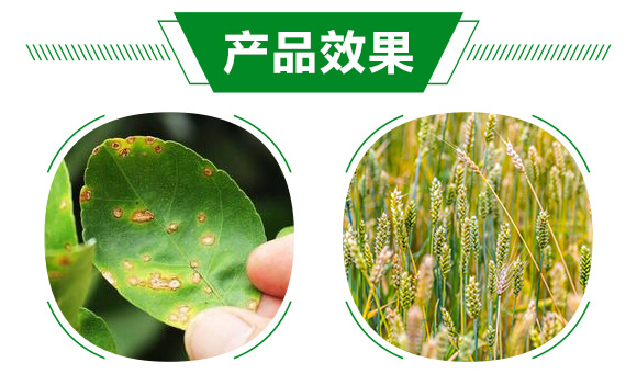 白粉熏蒸劑-無粉120-晨茂農業(yè)_05