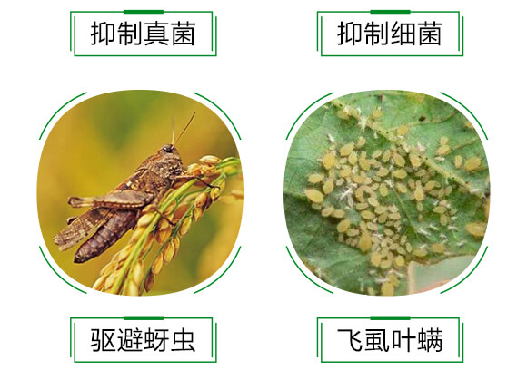 進口生物硫-祛螨靈-晨茂農(nóng)業(yè)_06