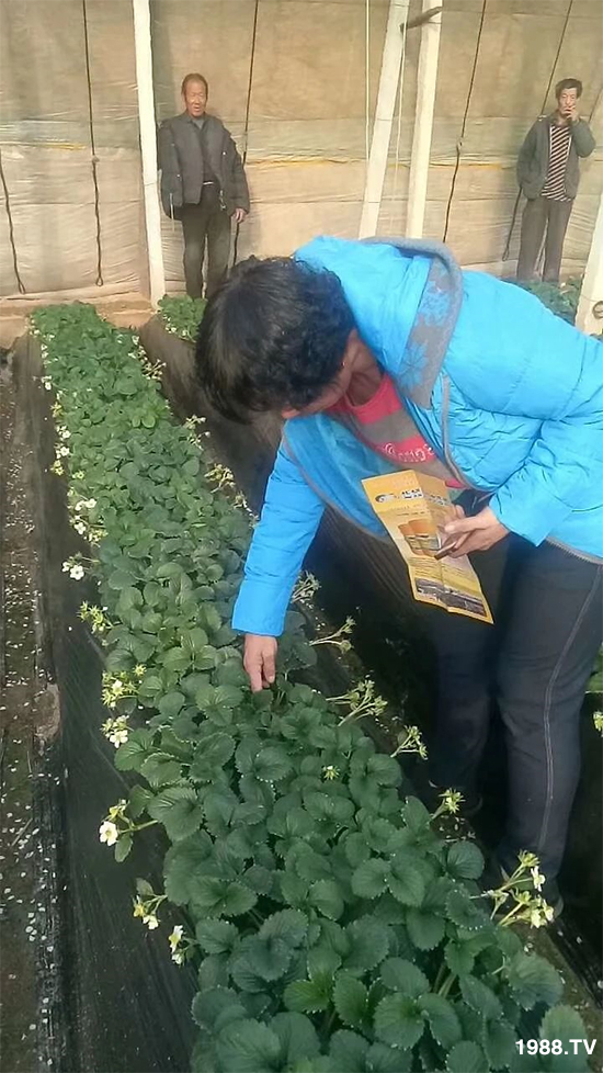 水溶肥市場(chǎng)大變革??？海藻精、魚(yú)蛋白將被它代替！1000多用戶鼎力推薦！