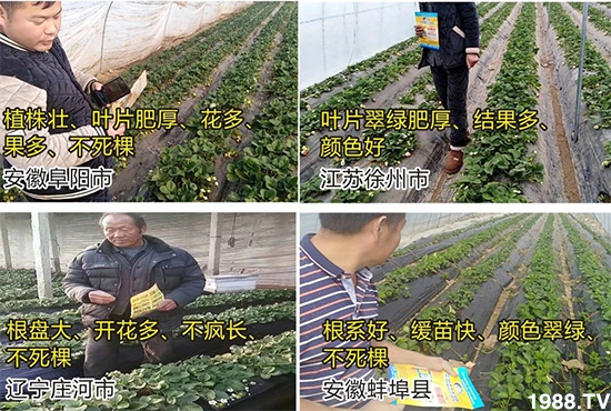 水溶肥市場(chǎng)大變革！？海藻精、魚(yú)蛋白將被它代替！1000多用戶鼎力推薦！