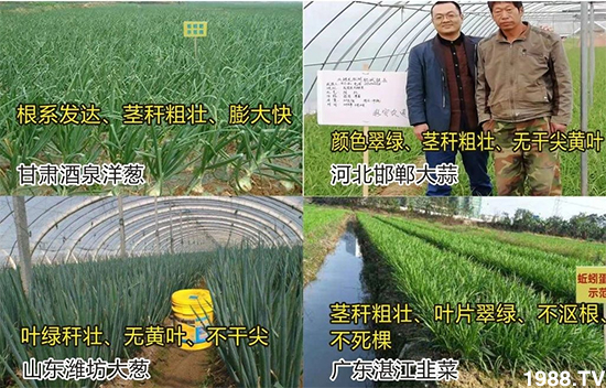 水溶肥市場(chǎng)大變革??？海藻精、魚(yú)蛋白將被它代替！1000多用戶鼎力推薦！