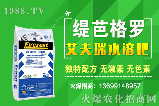 小麥價格漲了！十月小麥行情預測！