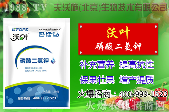 西紅柿摘葉有哪些好處，番茄摘葉技術(shù)及注意事項(xiàng)！
