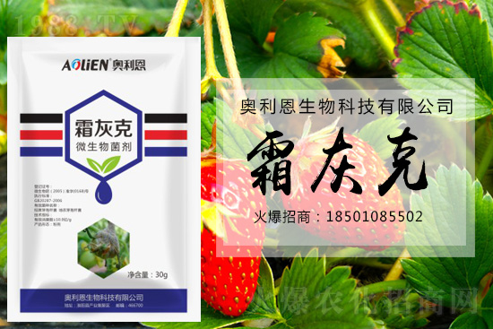 冬季草莓易發(fā)灰霉病，預(yù)防措施怎么做？