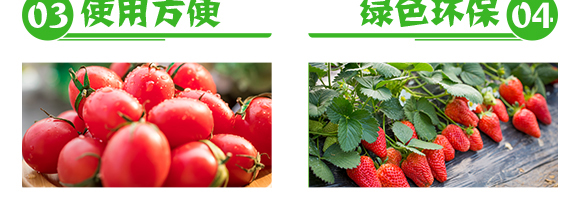 煙草專(zhuān)用-俺倆中-恒綠植物_05