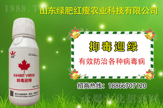 防治病毒病再也不用拔，“抑毒迎綠”專治病毒病！