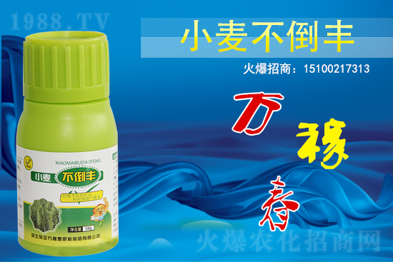 小麥不倒怎么做？還得是用小麥不倒豐!