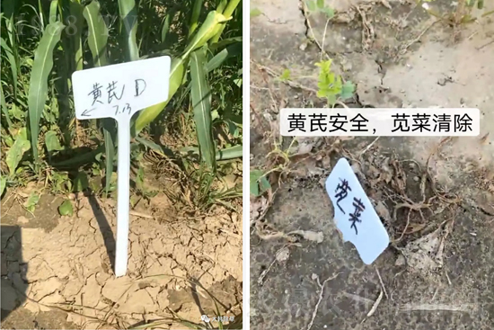 芪兵2號隆重上市！多年打造，可除莧菜的黃芪除草劑，除草更廣，更全面！