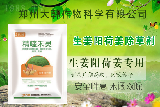 大姜陽荷姜怎么除草，姜地打什么除草劑，大姜陽荷姜除草方法及注意事項(xiàng)