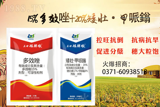 小麥控旺,勢不可擋,專業(yè)控旺,效果為王!