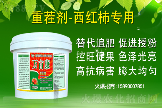 為什么果樹促梢建議用硝酸銨鈣，不建議用尿素？