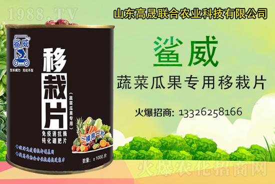 幼苗移栽苗弱、不長、死苗...？蔬菜定植必看