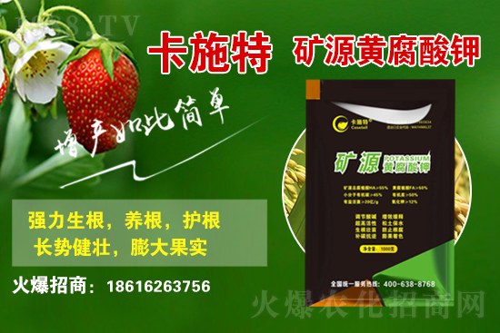 今日花生價格多少錢一斤？2021年3月19日花生價格行情