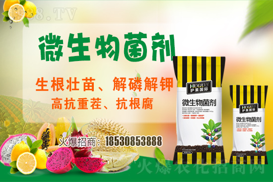 草莓爛根現(xiàn)象頻繁發(fā)生，主要源于什么病害？