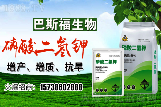 小麥價格現(xiàn)在多少錢一斤？后期行情走勢如何？