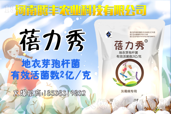 西葫蘆品種有哪些?西葫蘆的種植注意事項