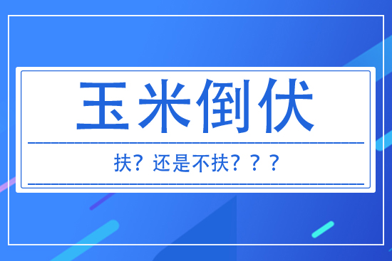 玉米倒伏到底扶不扶？ 答案來(lái)了！