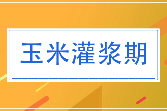 8月玉米灌漿期將怎么管理？