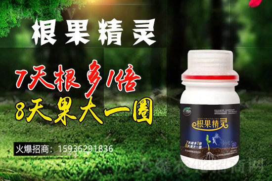 以色列戈蘭再續(xù)1988.TV，共謀合作新發(fā)展！