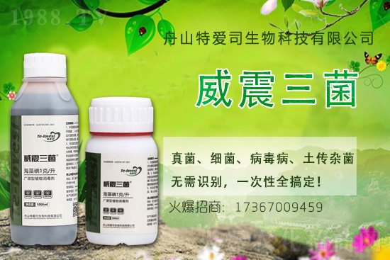 注意:玉米大斑病等玉米中后期病害