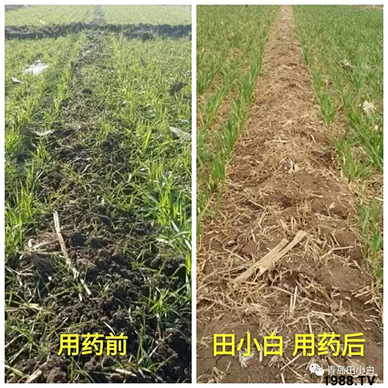 小麥雜草，節(jié)節(jié)麥泛濫成災(zāi)，怎么辦？小麥除草劑怎么選