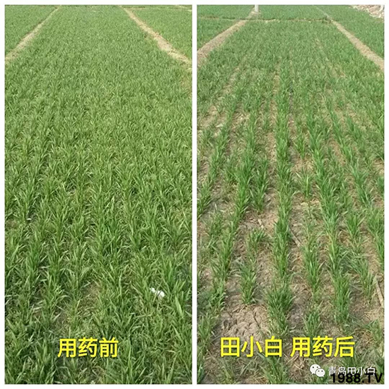 小麥雜草，節(jié)節(jié)麥泛濫成災(zāi)，怎么辦？小麥除草劑怎么選