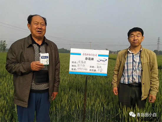 小麥雜草，節(jié)節(jié)麥泛濫成災(zāi)，怎么辦？小麥除草劑怎么選