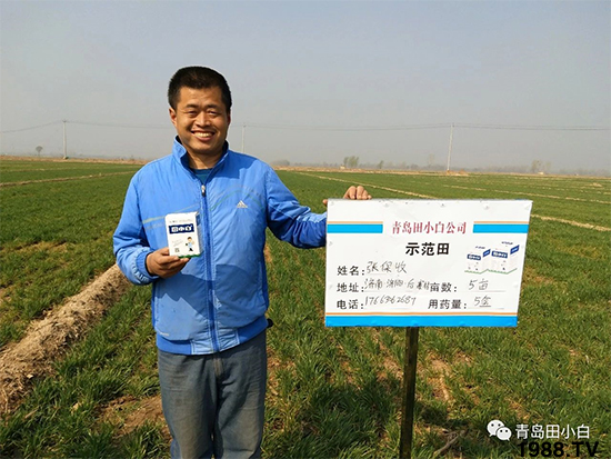 小麥雜草，節(jié)節(jié)麥泛濫成災(zāi)，怎么辦？小麥除草劑怎么選