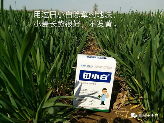 小麥雜草，節(jié)節(jié)麥泛濫成災(zāi)，怎么辦？小麥除草劑怎么選