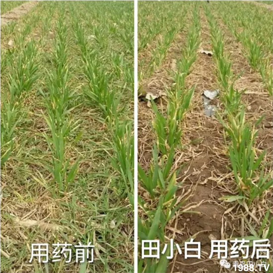 節(jié)節(jié)麥危害嚴(yán)重怎么打？用什么藥劑效果好？