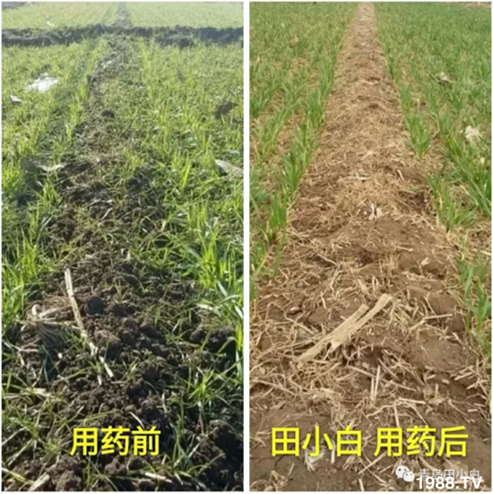 節(jié)節(jié)麥危害嚴(yán)重怎么打？用什么藥劑效果好？