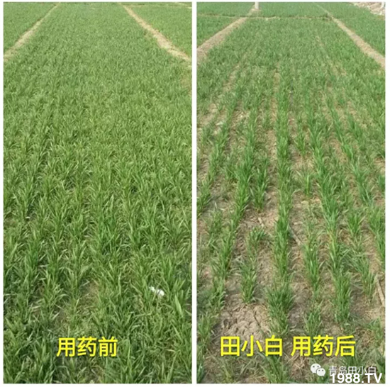 節(jié)節(jié)麥危害嚴(yán)重怎么打？用什么藥劑效果好？