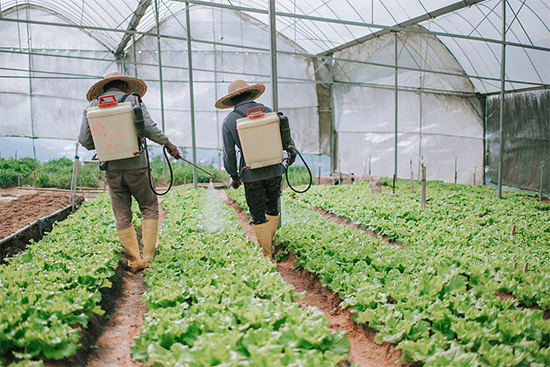 重磅!第七屆成都種業(yè)博覽會(huì)定檔11月18日