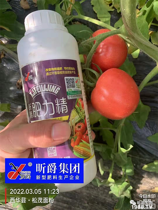 用過肥力精的小麥莖桿桿粗壯根系發(fā)達