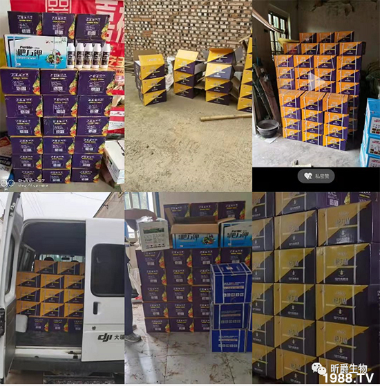 用過肥力精的小麥莖桿桿粗壯根系發(fā)達