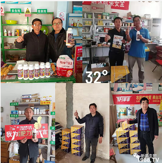 用過肥力精的小麥莖桿桿粗壯根系發(fā)達