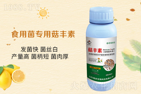 平菇栽培要點(diǎn)，需要注意哪些事項(xiàng)？