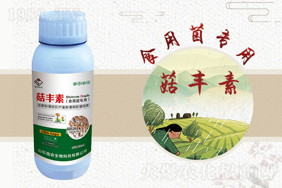 平菇栽培要點(diǎn)，需要注意哪些事項(xiàng)？