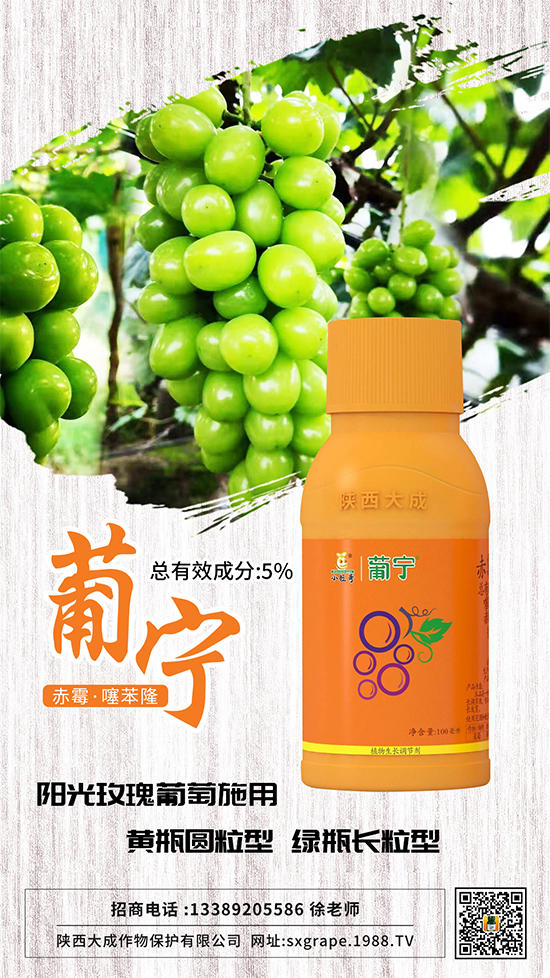 葡萄如何保果座果，減少大小粒？這些管理相當(dāng)重要！