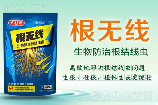 根結線蟲殺死容易殺絕難！這樣防治效果好到驚人！