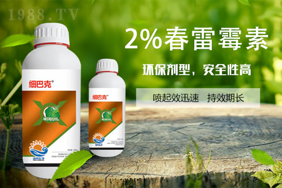 番茄潰瘍病怎么辦？聽聽專家怎么說！